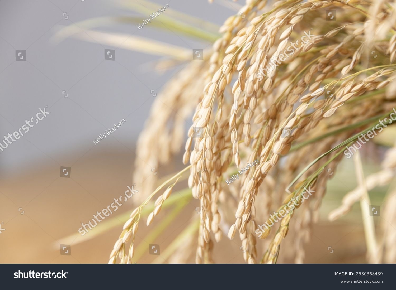 Rice